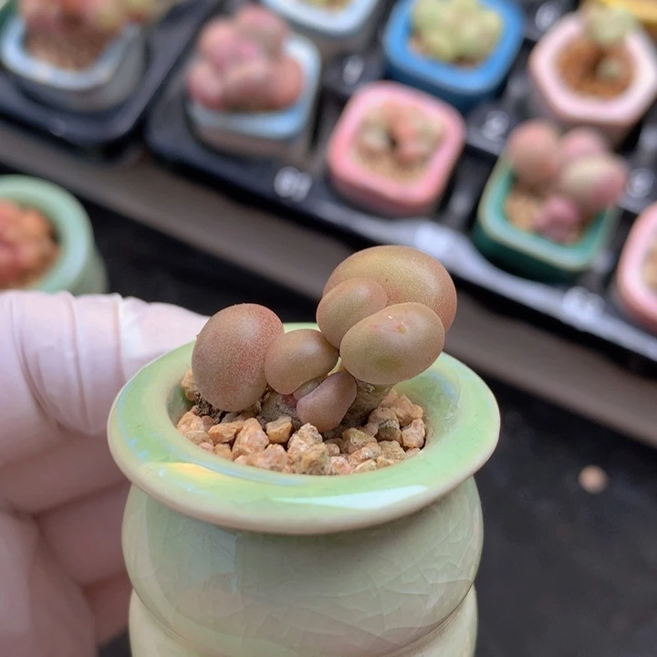 031 萤火虫 芒果 3有 木质