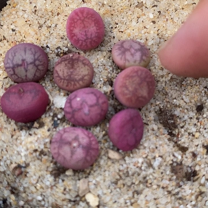 19523白花大紫猴杂交一颗