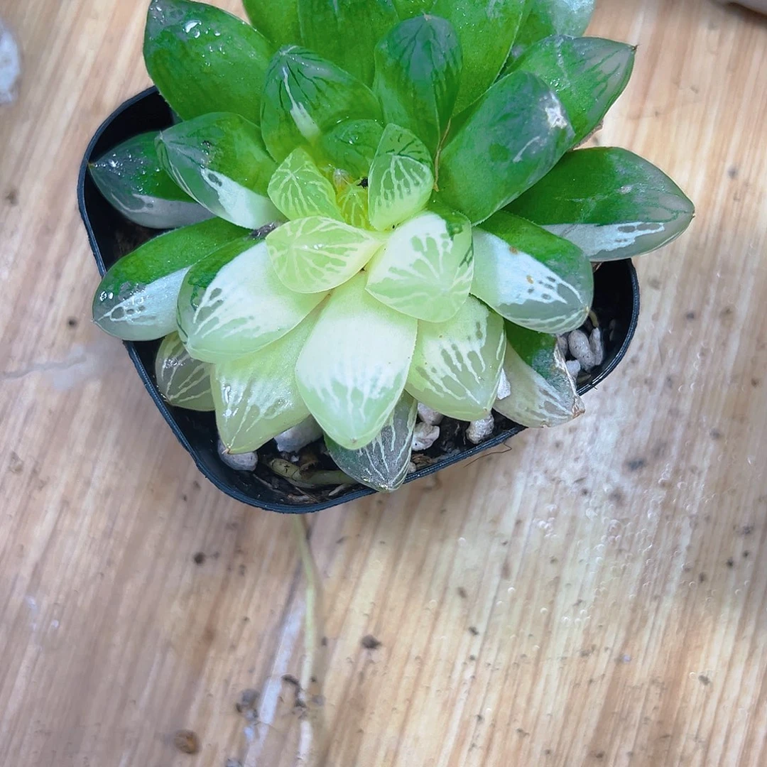 苏州玉露锦多肉多肉1