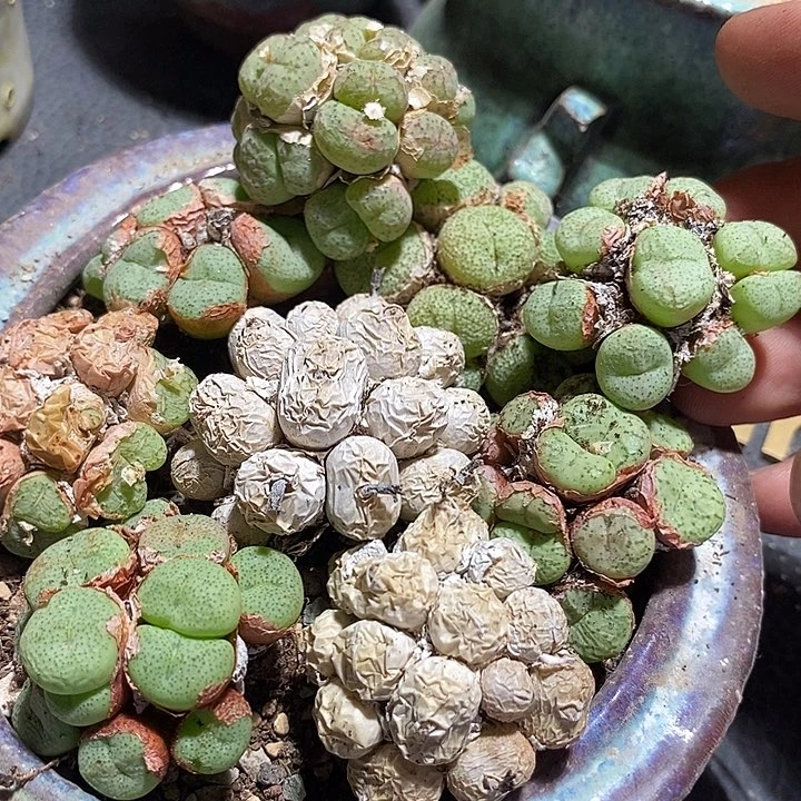 7543肉锥群生一颗