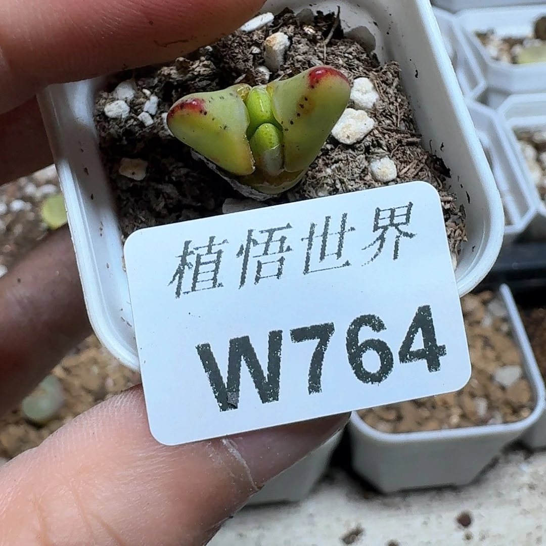 764盒的植物哇f c