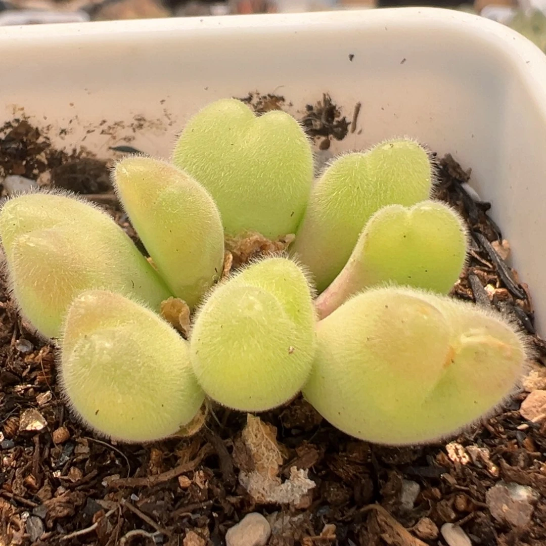 97多肉植物百科毛翠滴