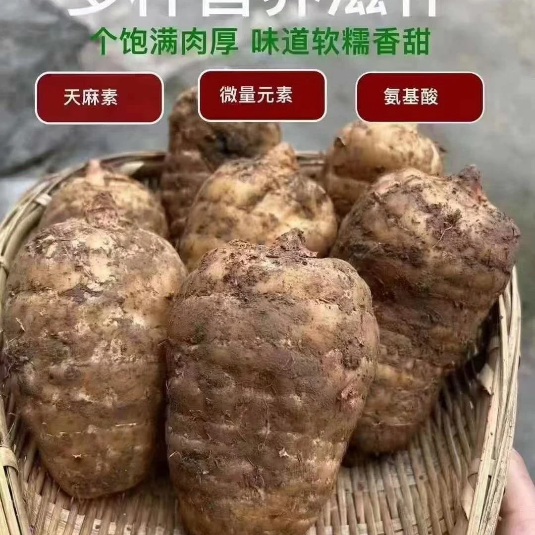 贵州毕节天麻大方新鲜乌天麻