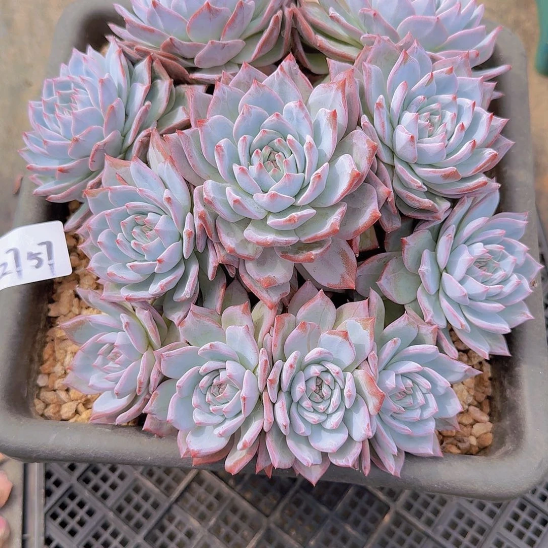 2757粉蓝鸟多肉植物