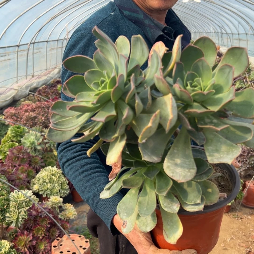 多肉植物多肉植物