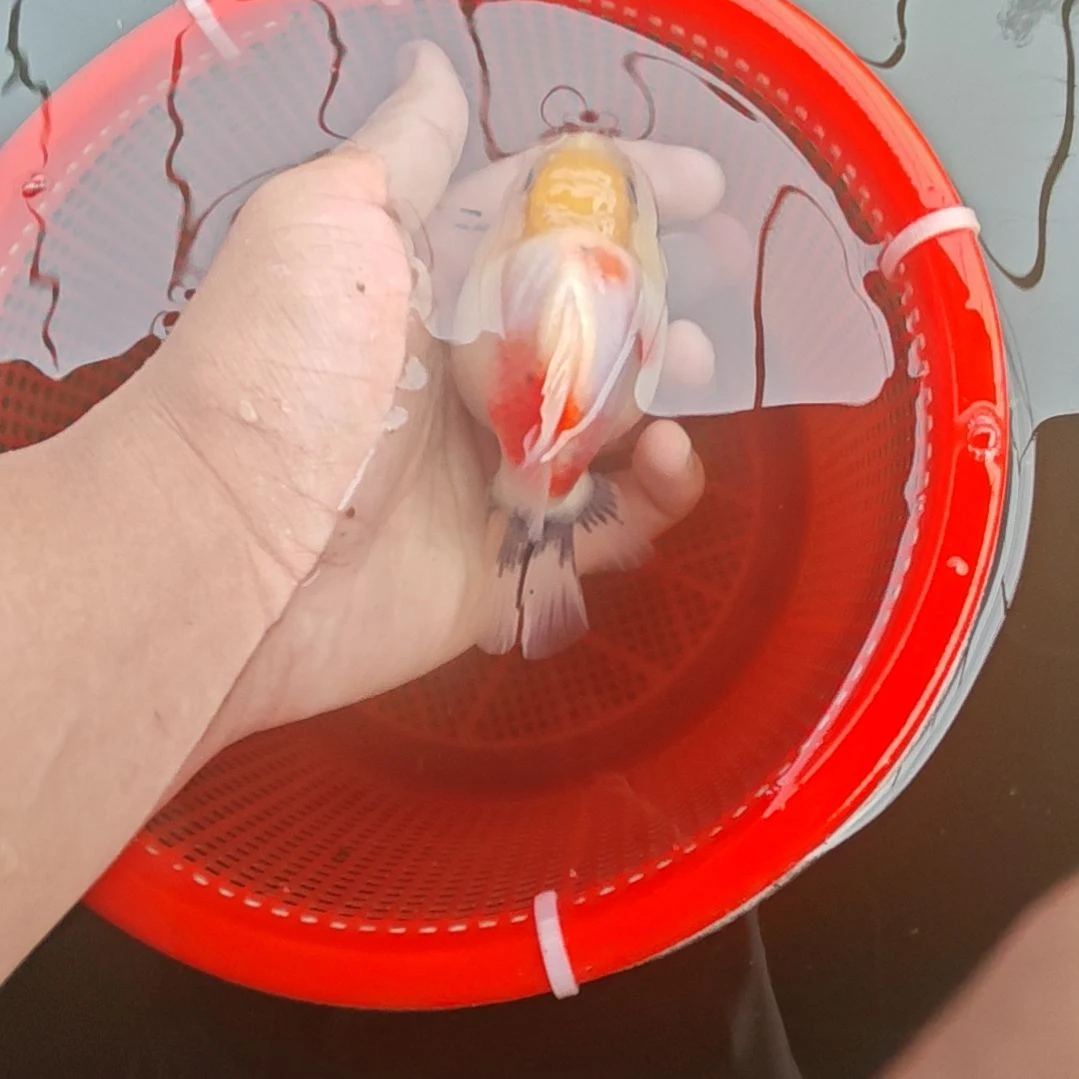 微瑕樱花泰狮金鱼