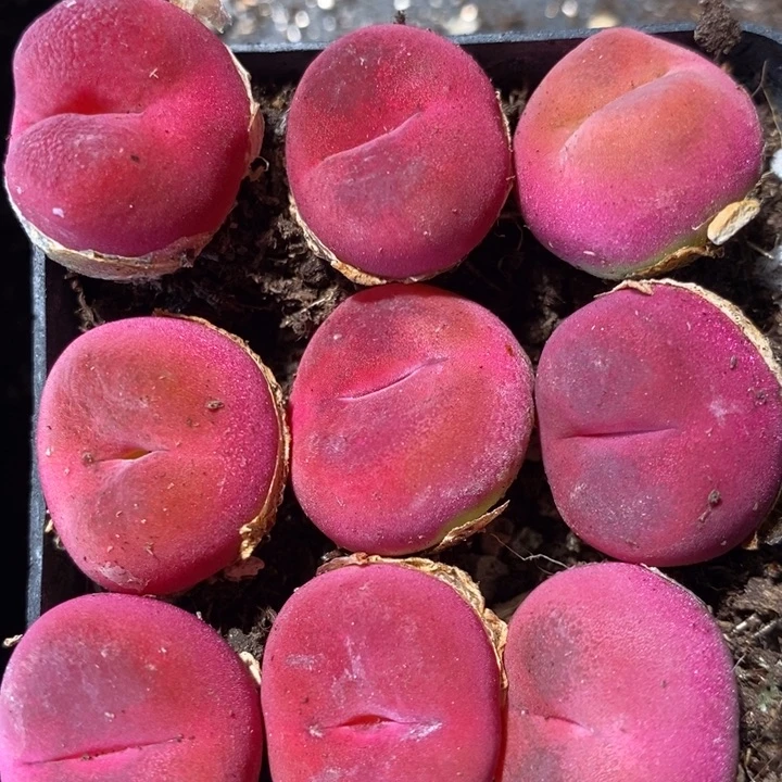 红蟠桃2颗一组一组