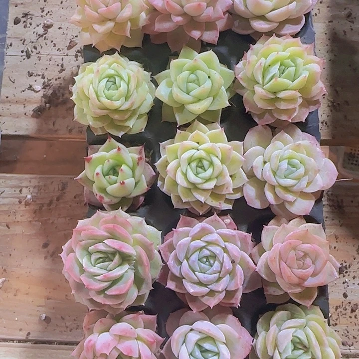 直播一物一拍多肉19