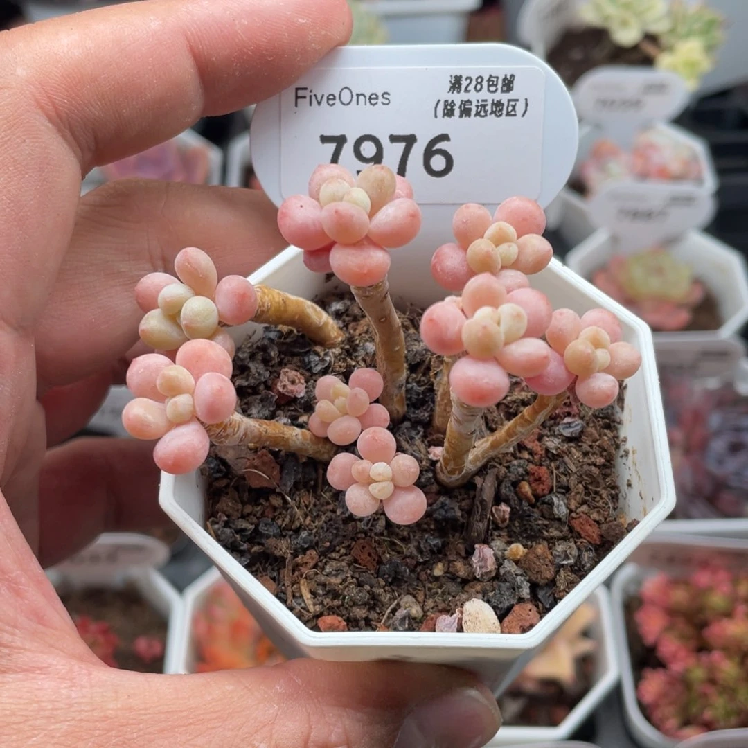 7976鱼子酱6.0厘米
