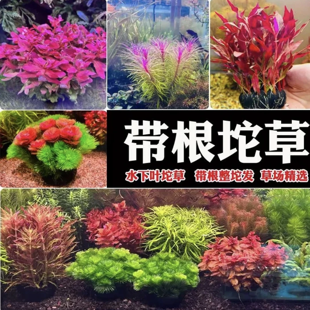 【买五送一】坨草水培草大全新手入门水草鱼缸装饰造景水草新品