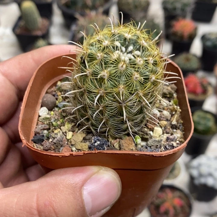 绿花金罗萨特了福利