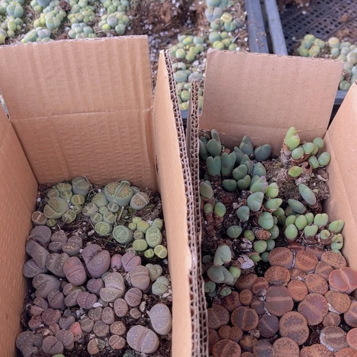 一箱两层8888888988