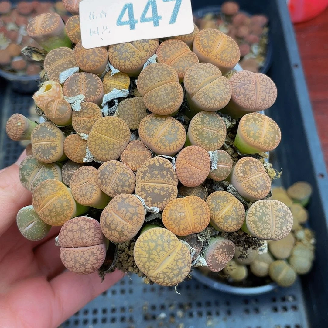 447000000花花花花花花花