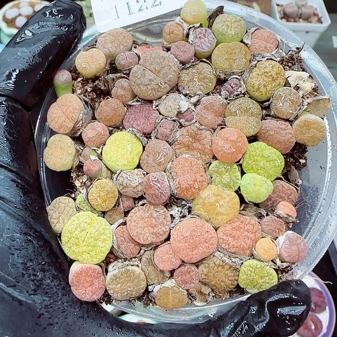 生石花满18包邮1122-217