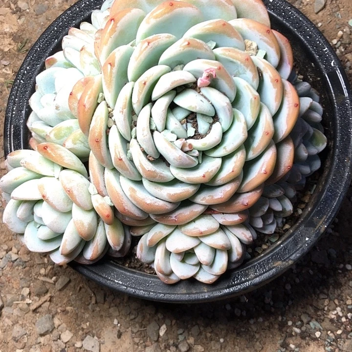 阳**丽36////////////////