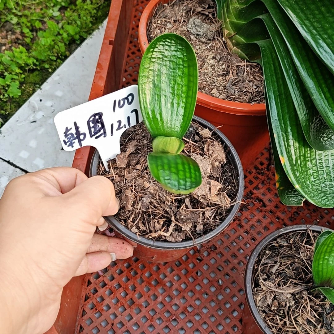 完全开放君子兰精品一年