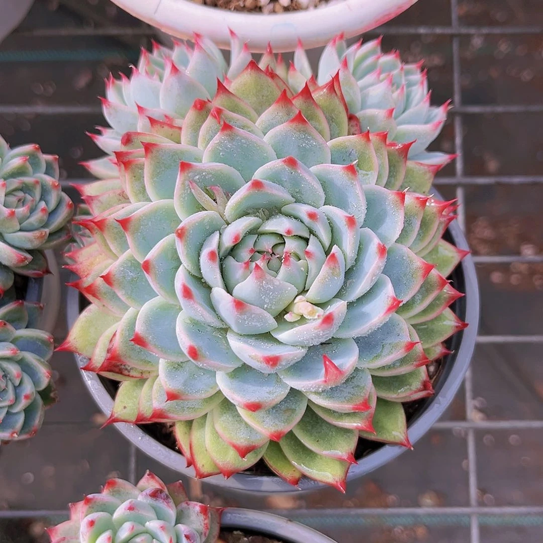 桃夭12公分99米体重9克重口味