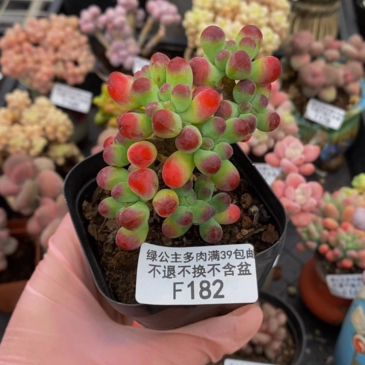 乙女心5cm182多肉植物