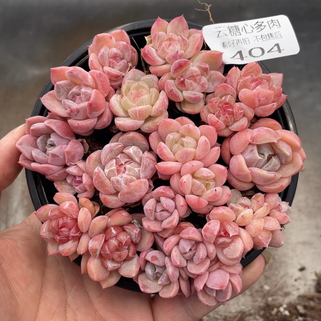 云糖心多肉植物404