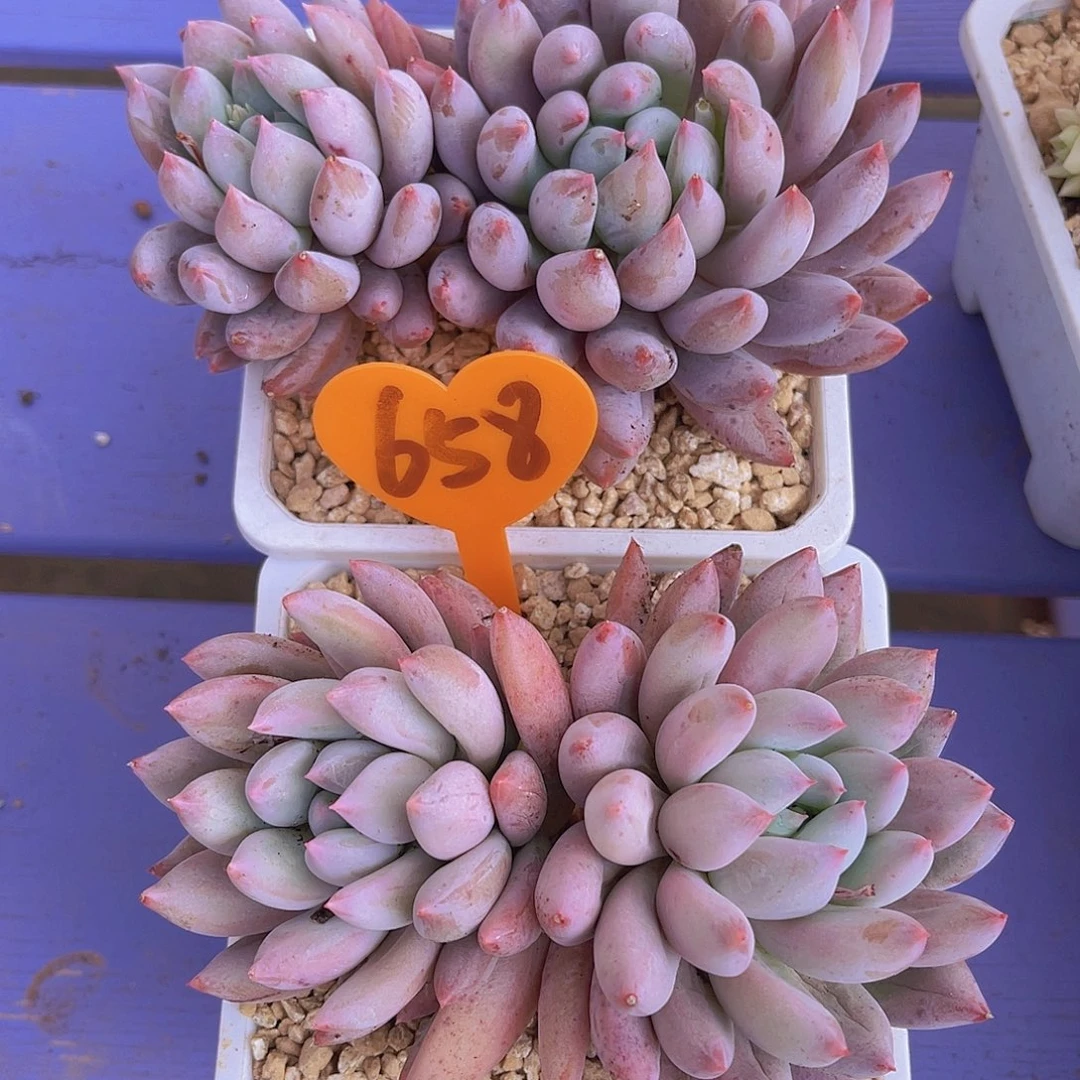 盛*?658号多肉植物一物一拍