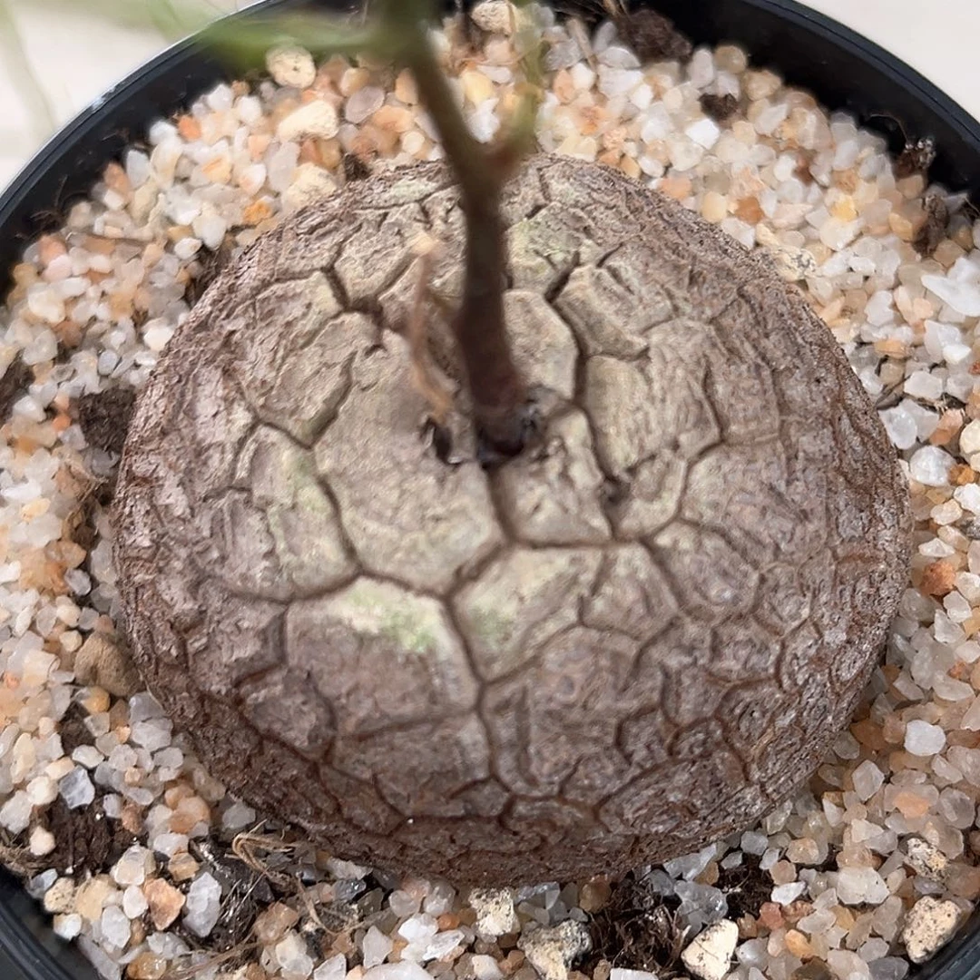 潮流植物 龟甲龙