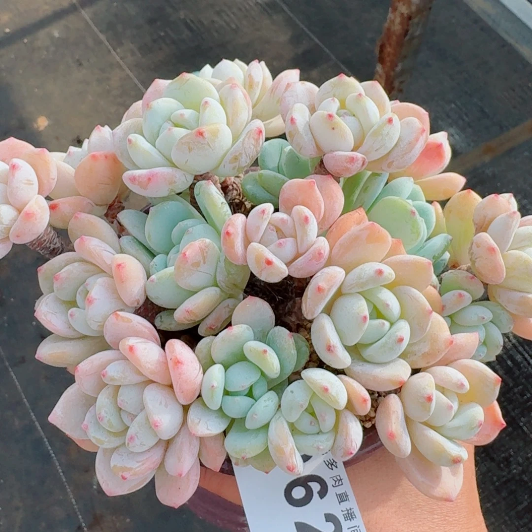 冷香群生整装无砍