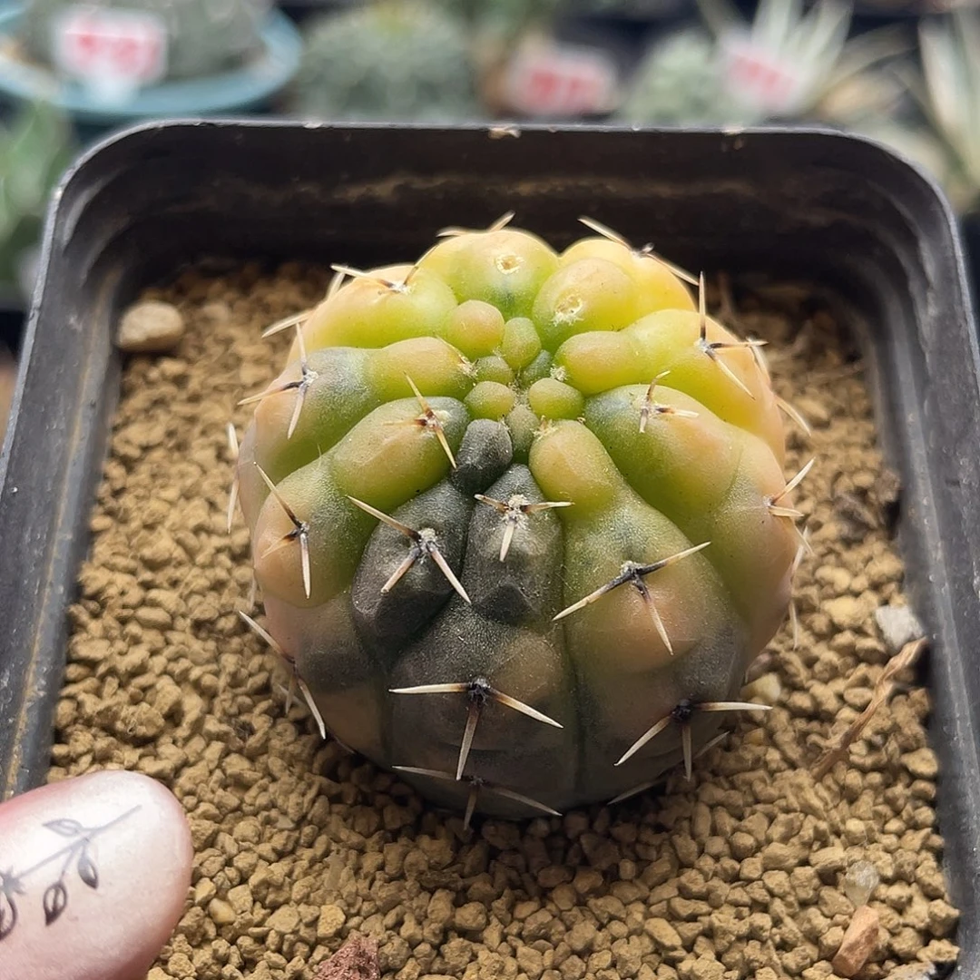 实生彩虹散斑龟甲趴刺怪龙丸锦微瑕