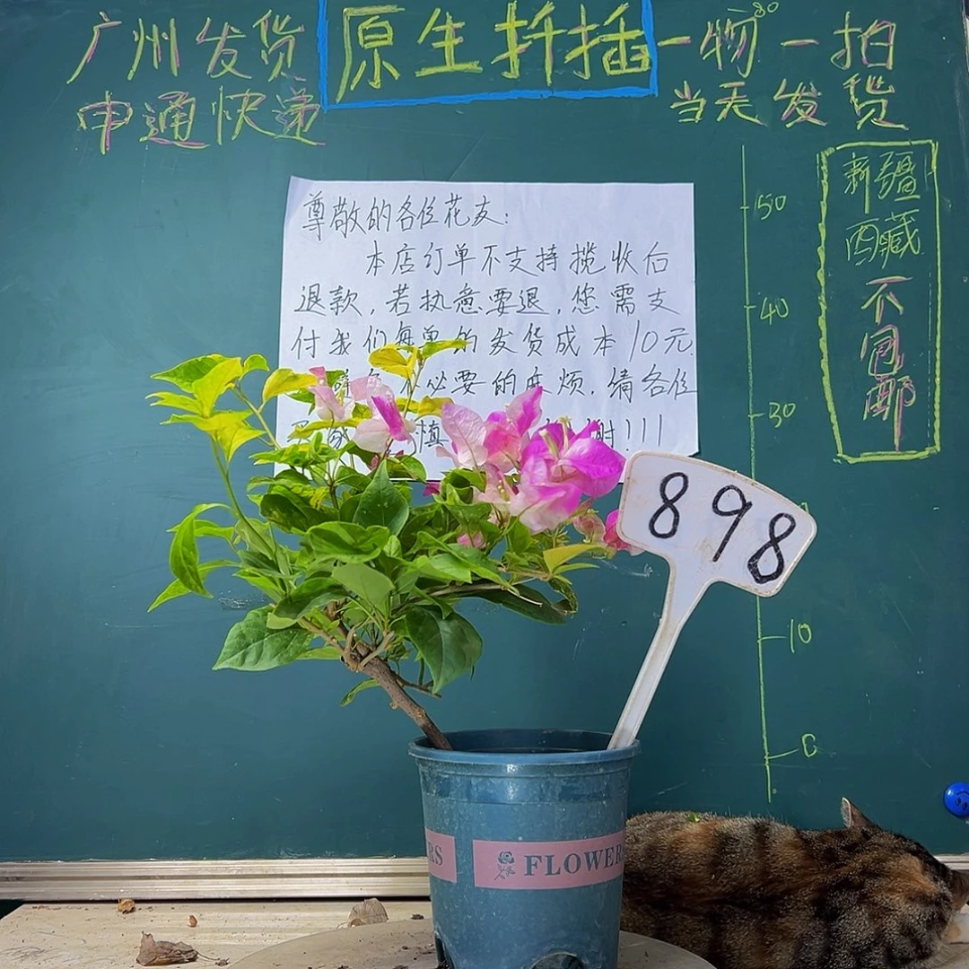 当前无花栽培后可以开花斑红樱898