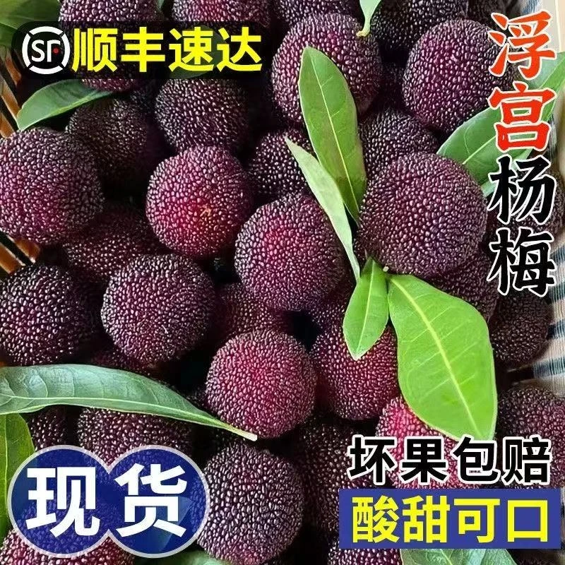【顺丰空运】正宗福建浮宫杨梅鲜果当季现摘超甜大果孕妇新鲜水果