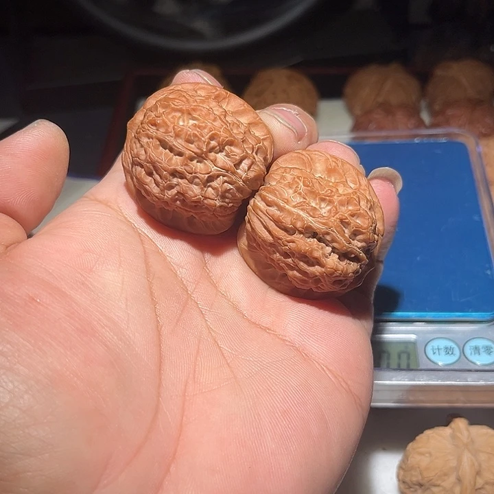 植***物木40血麒麟。