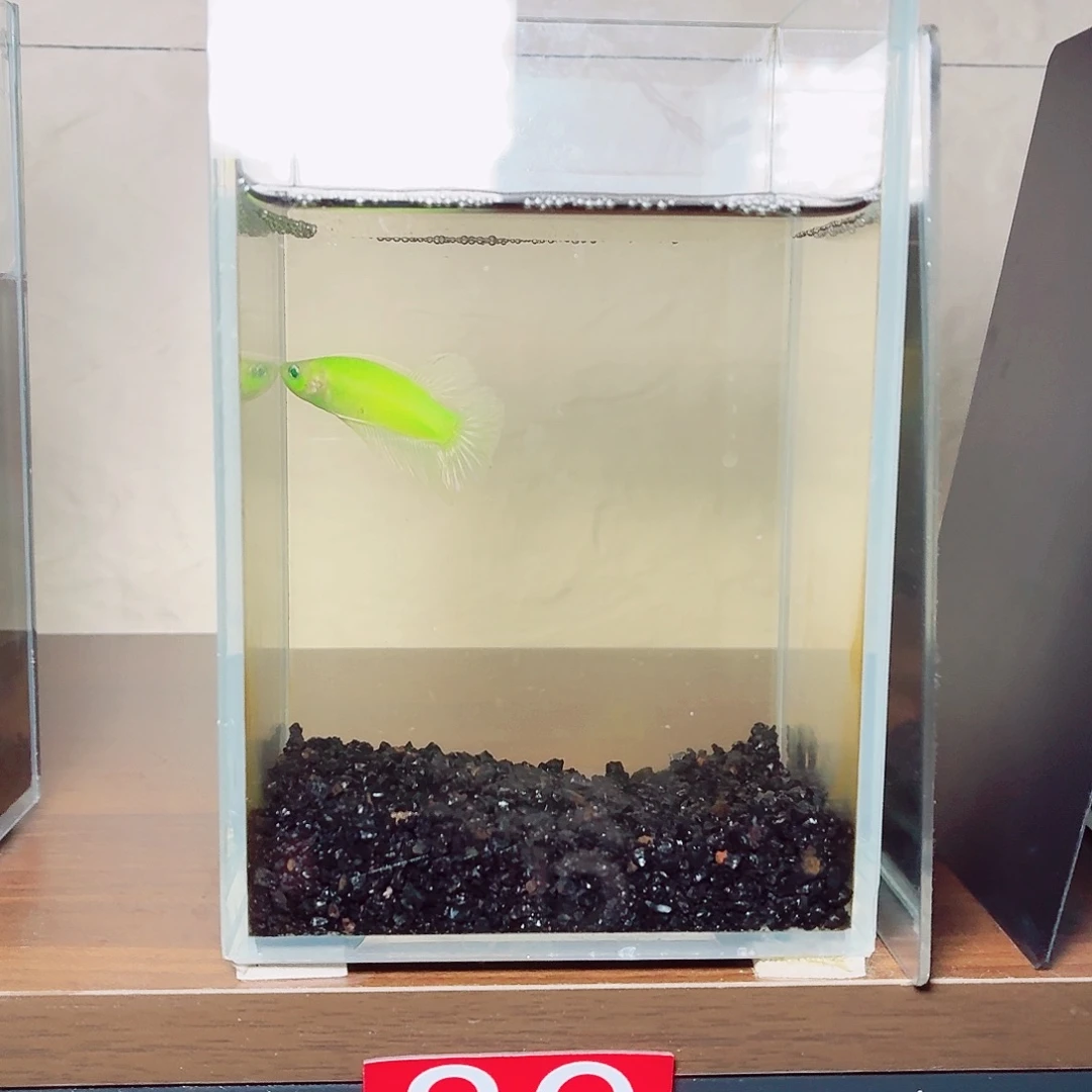 斗鱼荧光将军公鱼