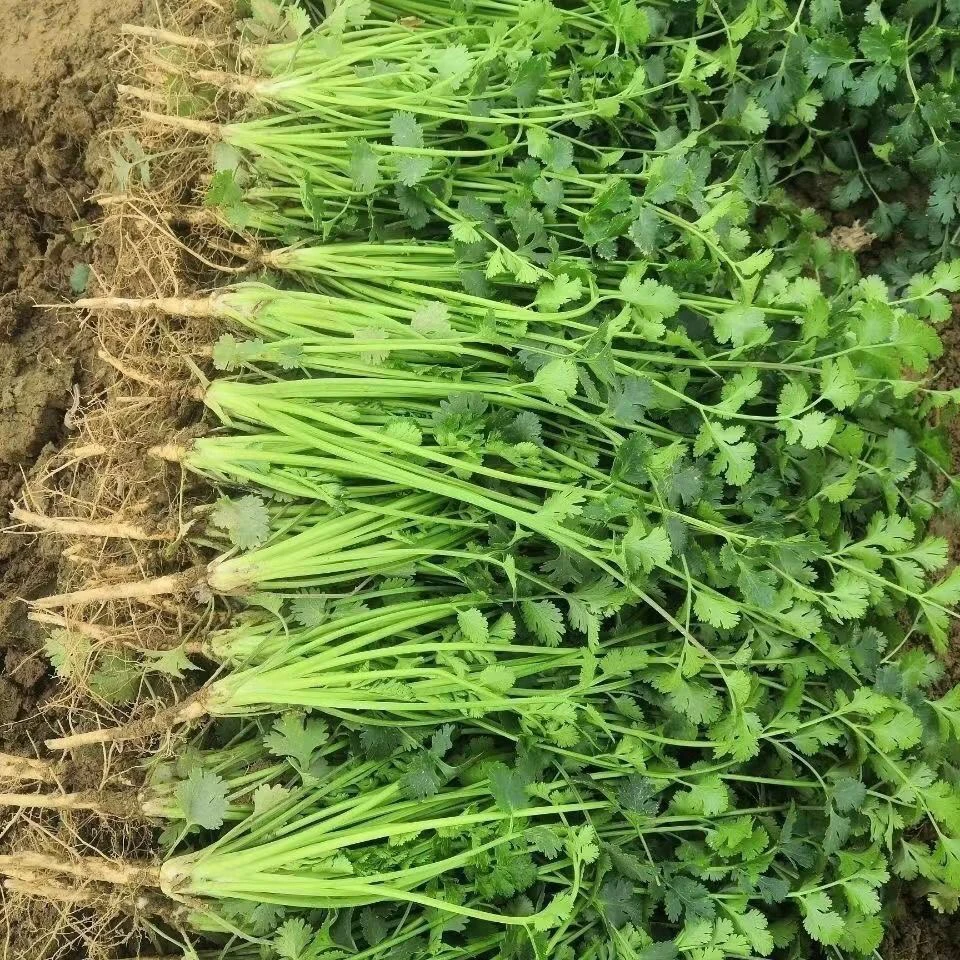 露天种植小香菜，新鲜菜，新鲜发货净重三斤