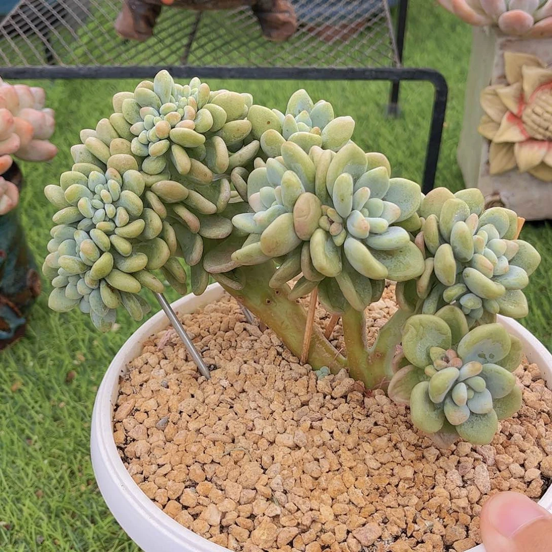 洛神小树缀精品多肉