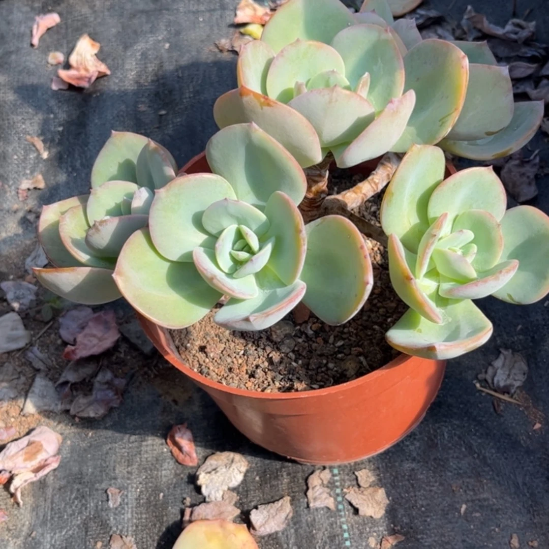 【闪购商品】无花朵ʚ****ɞ