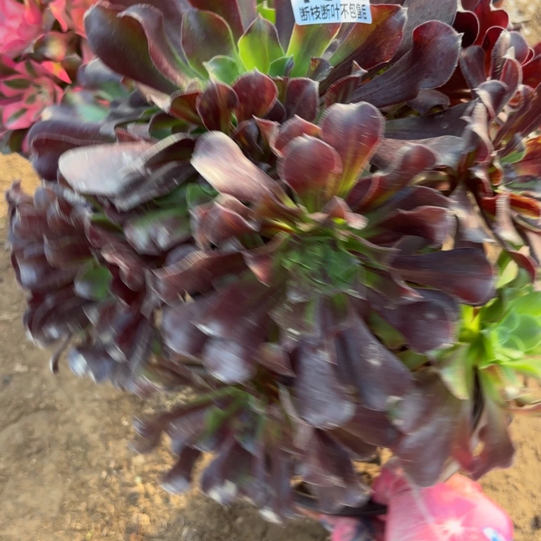 M. 1662欧若拉多肉，cade