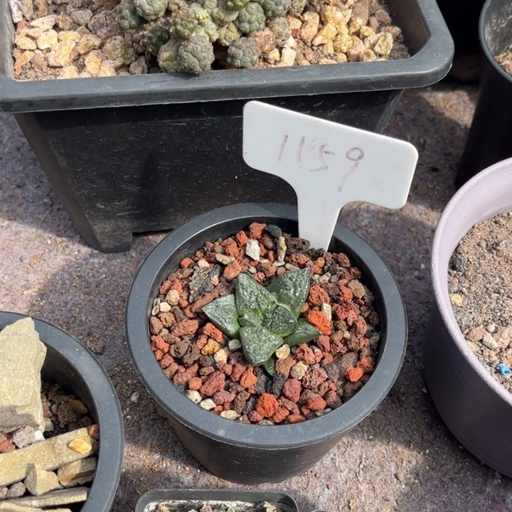 无花朵优**郎1159皮实好养