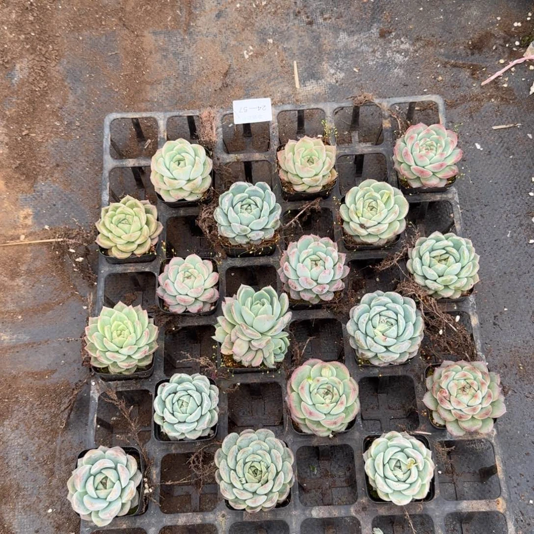 珍妮绿菜18颗量拍24-57