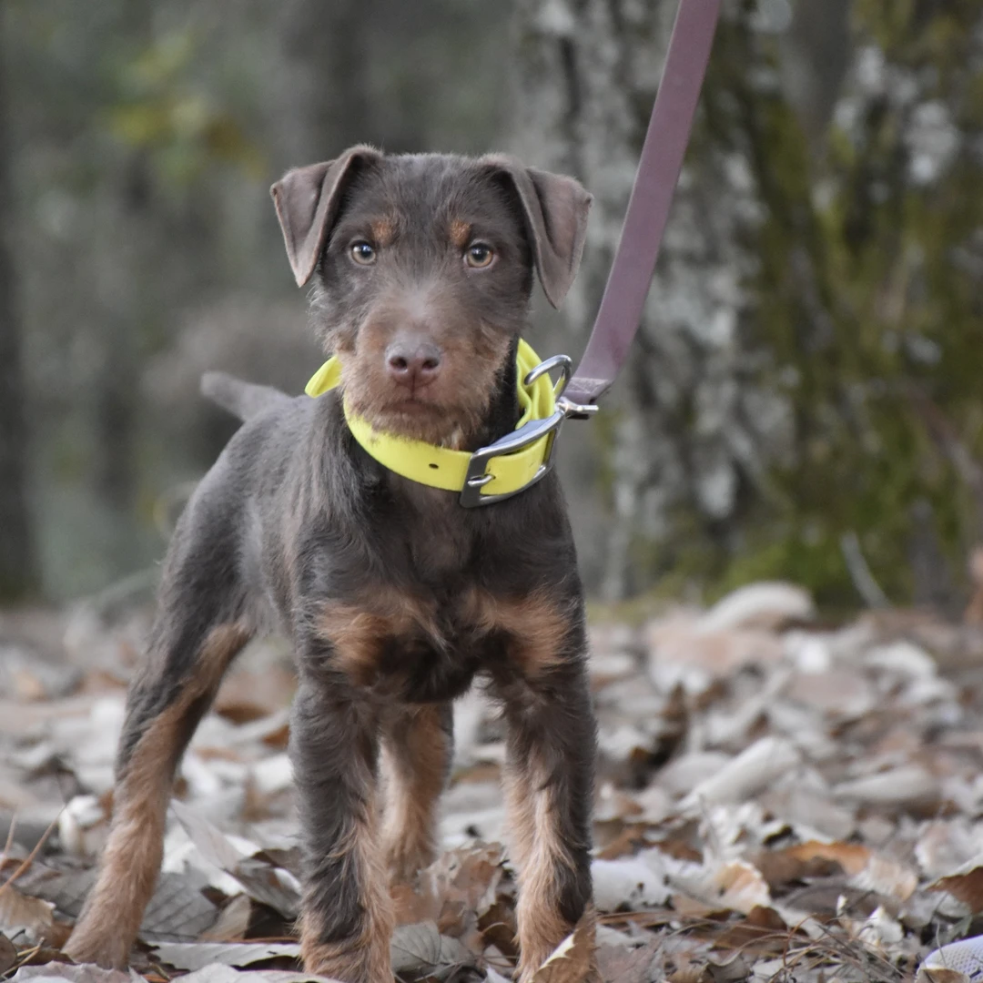 德国猎梗（脖圈牵引绳）