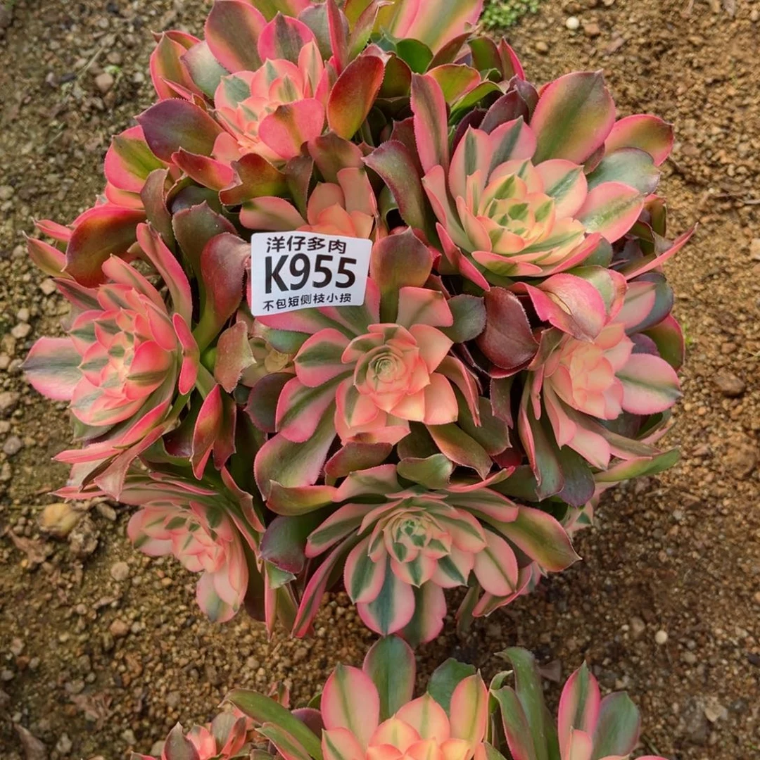 玥*?955香妃 冠幅30左右