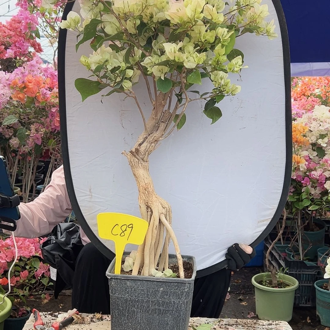 不***偶大部分花苞少量开放C89绿樱