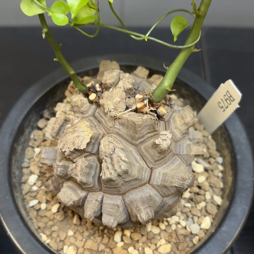 6号龟甲龙带盆包邮