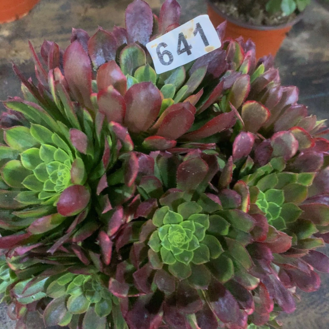 【闪购商品】641嘉年华多肉