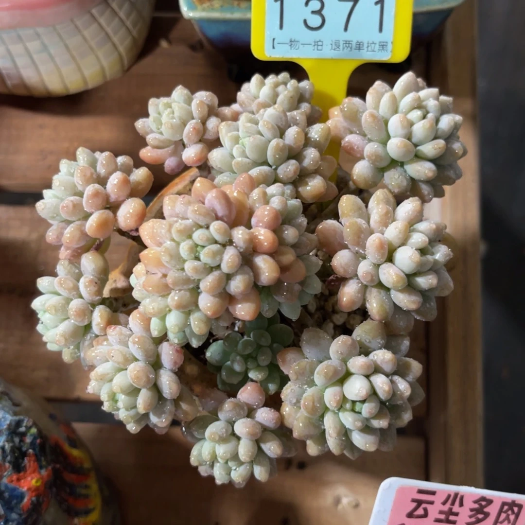 用***6云尘多肉一物一拍1371不含盆，