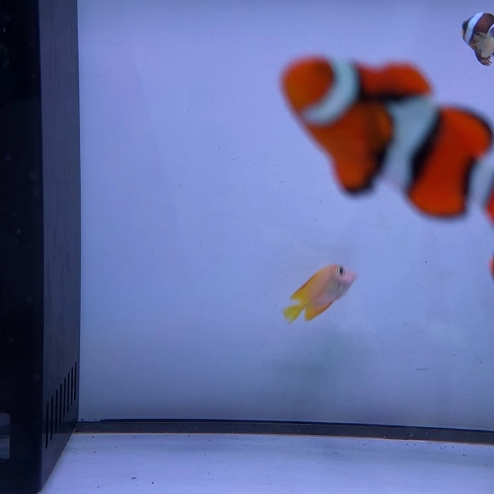 海水鱼黄一字吊飘飘包邮