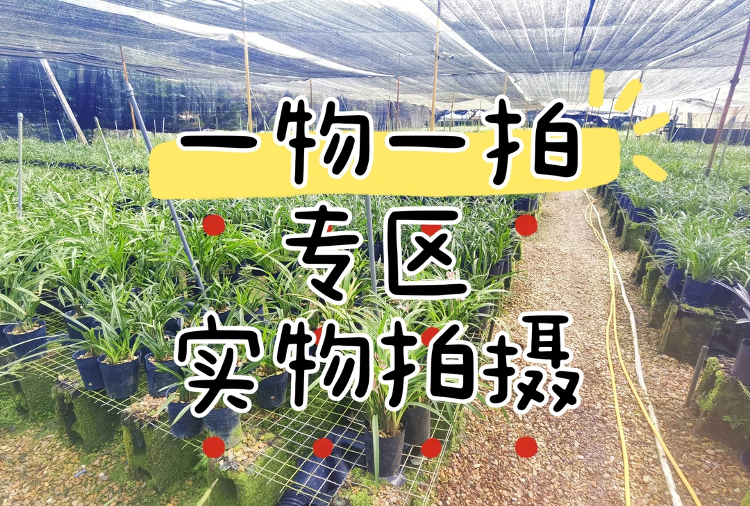 兰花直播间专用一物一拍自家兰棚养植裸根发货大盆兰草