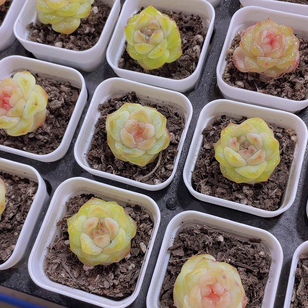 量拍16号 甜心珍妮单头3个