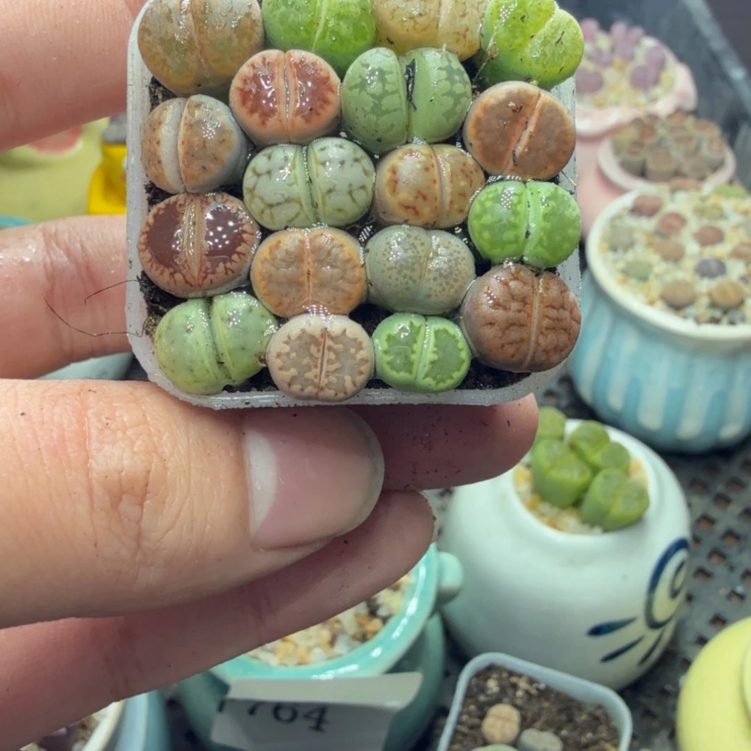 多肉葡萄的季节性好789