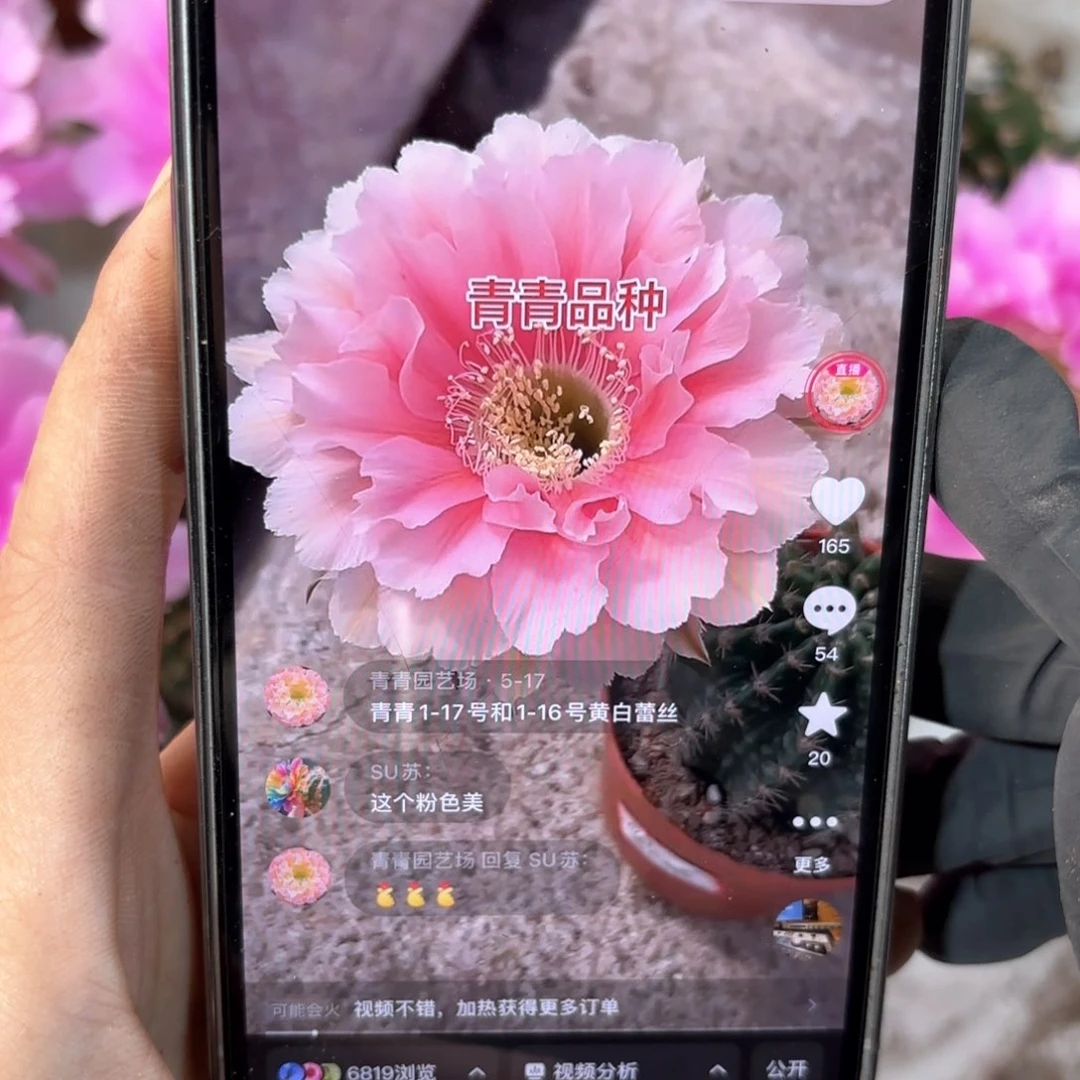 彩草珊瑚侧牙3公分左右