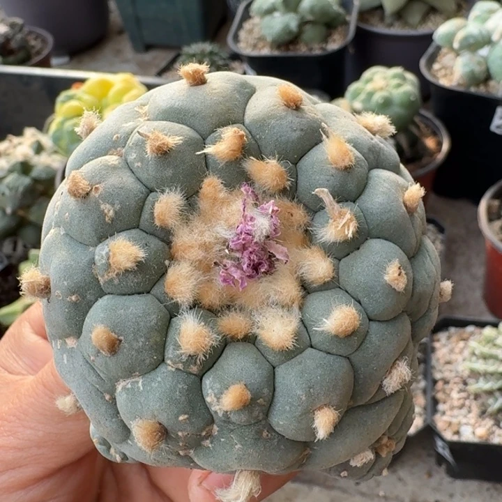 299实生蓝白肌仙