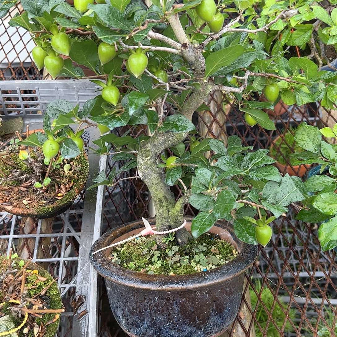 无花朵暮**山盆景不包邮的，